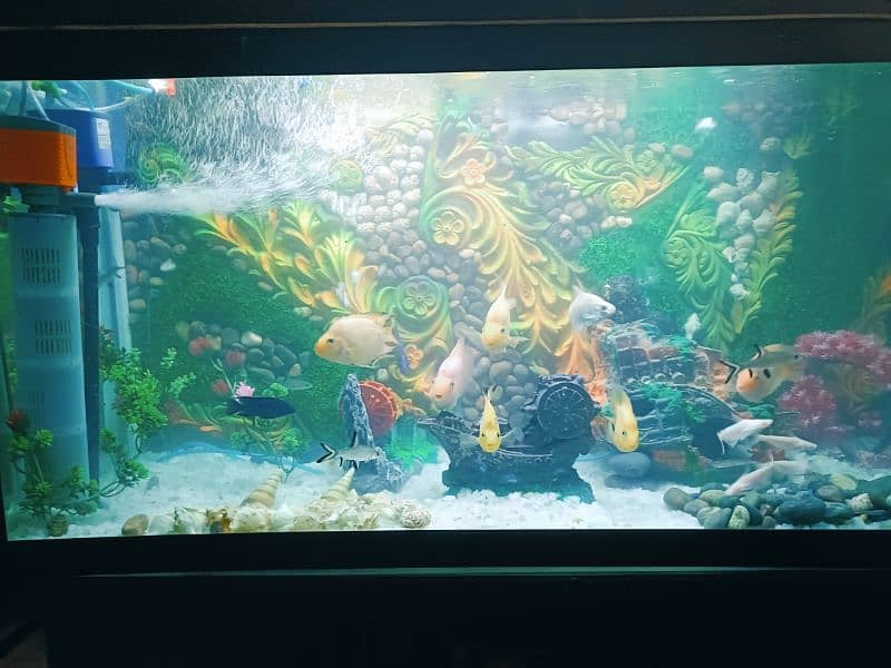 Urgent selling 4 Feet 3D design Acquiream with 14 Fishes 13