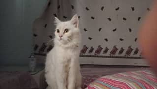 persian white male cat