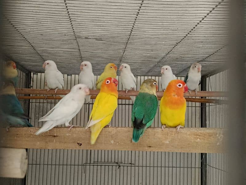 Lovebirds /albino / cremeeno/ parblue/lutino/split 3