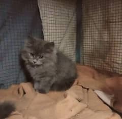 Gift A Persian Female Kitten (Triple Coated) -0312-6878-904-