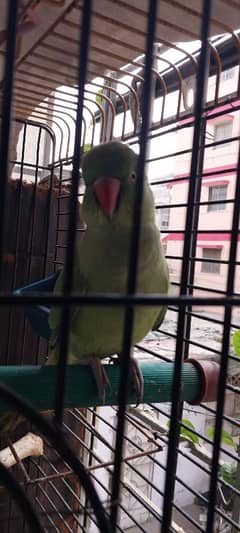 Indian Green Ringneck parrot (Gender Unidentified)