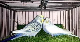 Budgie's