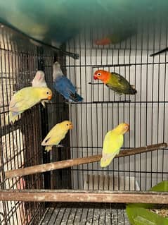 lovebird pale fellow03072925911