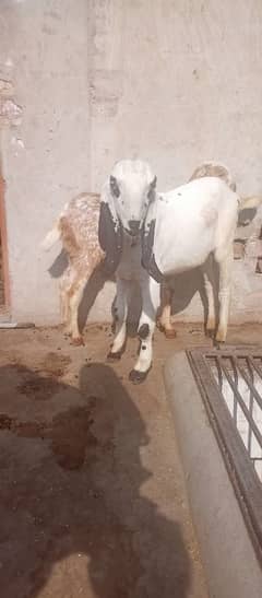 2 bakra for sale  read ad carefully