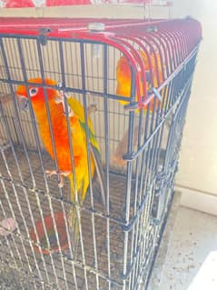 Sun Conure Pair with DNA