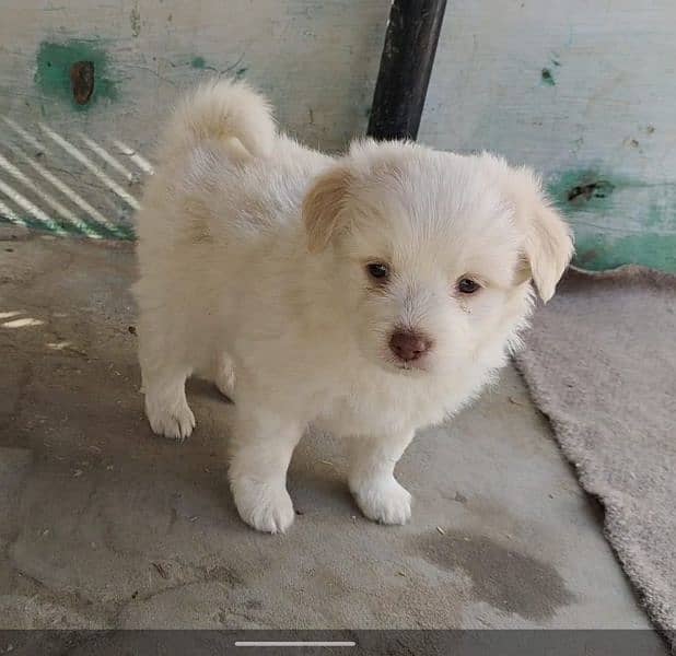 Russian Puppies For sale 1