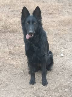 black German shepherd imported vaccinated