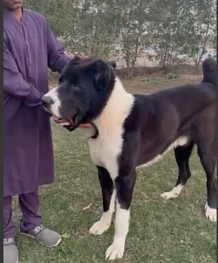 central Asian shepherd alabay / king alabay dog / alabay guard dog 7