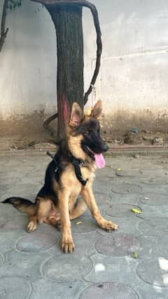 German Shepherd