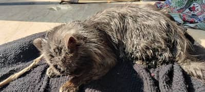 triple coat grey Persian cat for sale