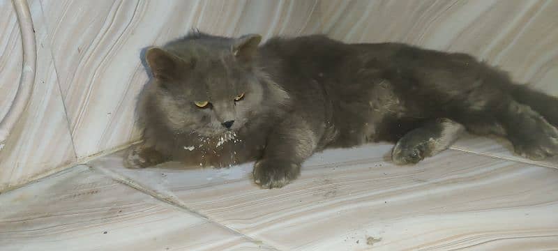 triple coat grey Persian cat for sale 1