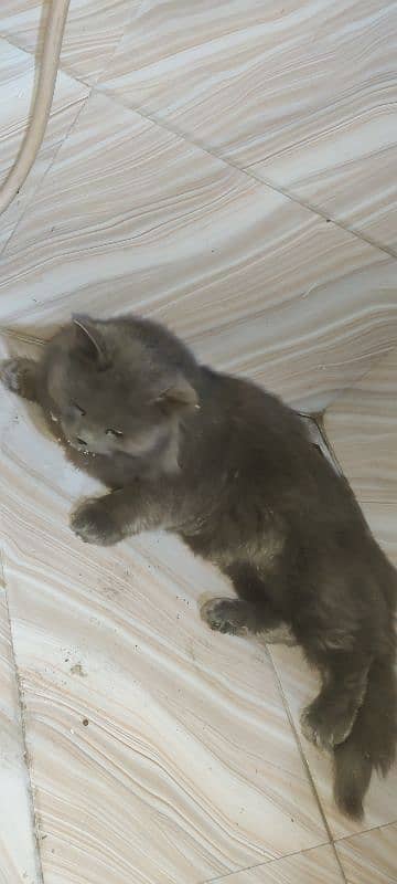 triple coat grey Persian cat for sale 2