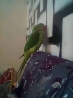 female raw parrot