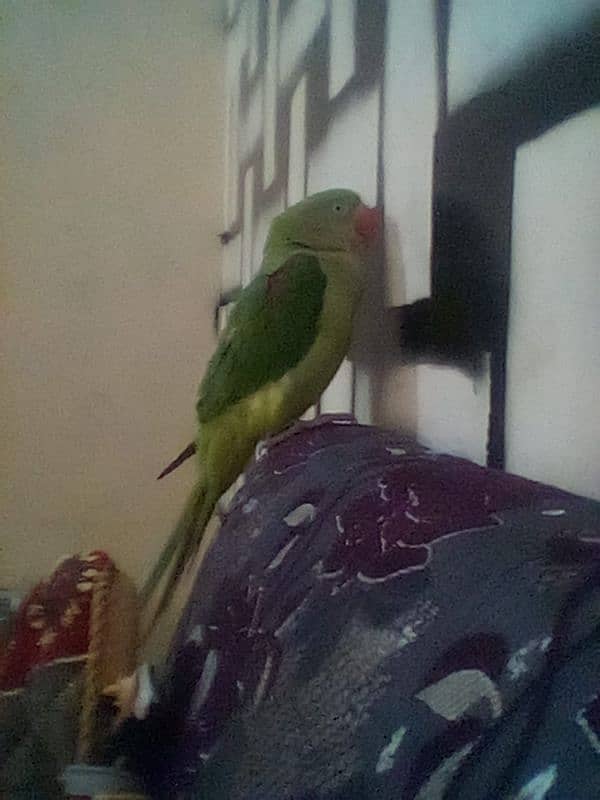 female raw parrot 0