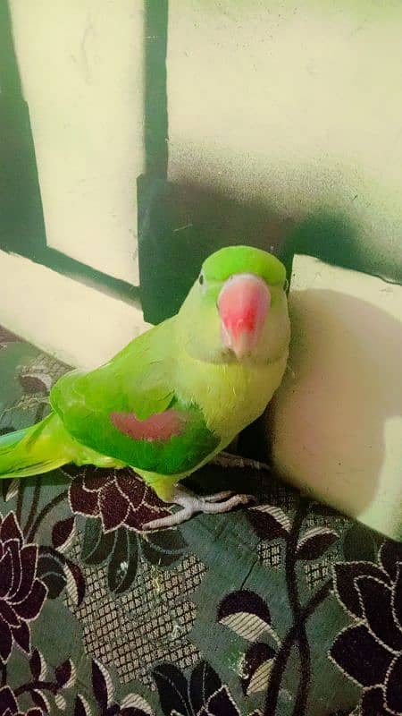 female raw parrot 1