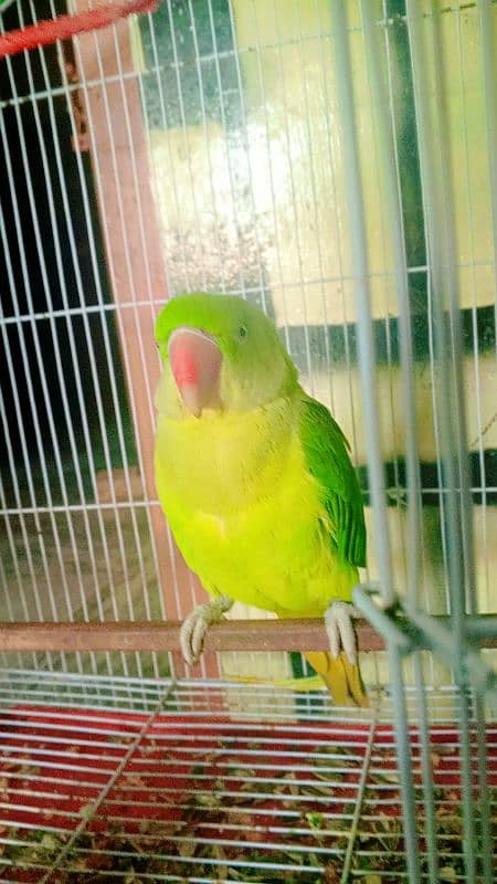 female raw parrot 2