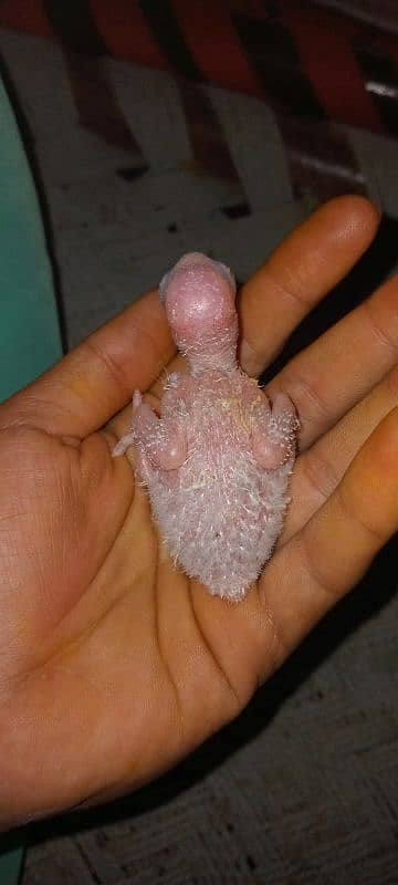 pineapple conor parrot chick for sale ha 0