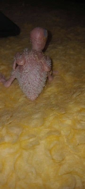 pineapple conor parrot chick for sale ha 2