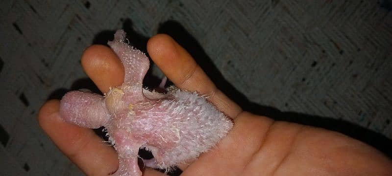 pineapple conor parrot chick for sale ha 3