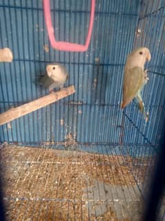 love birds breeder pair  for sale