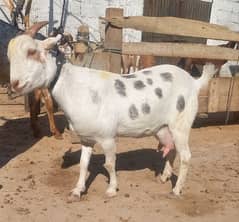 teda breed goat