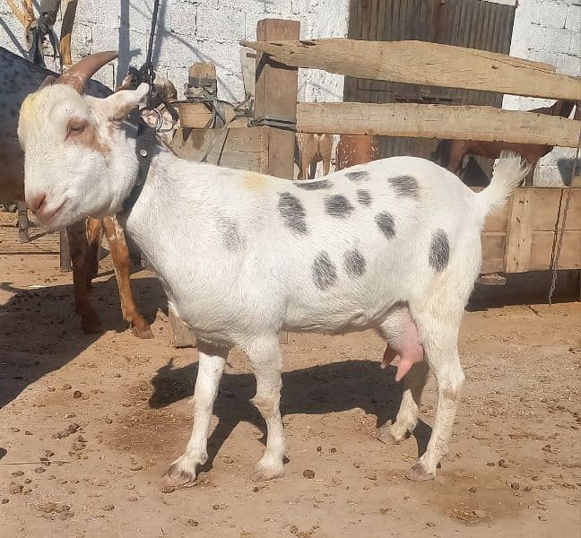 teda breed goat 0