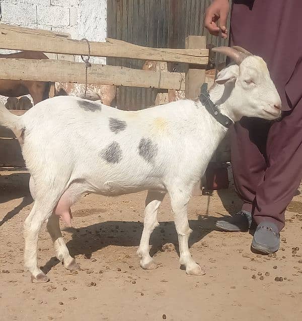 teda breed goat 2