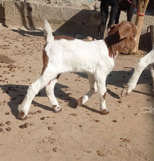 teda breed goat 4