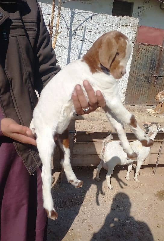 teda breed goat 5