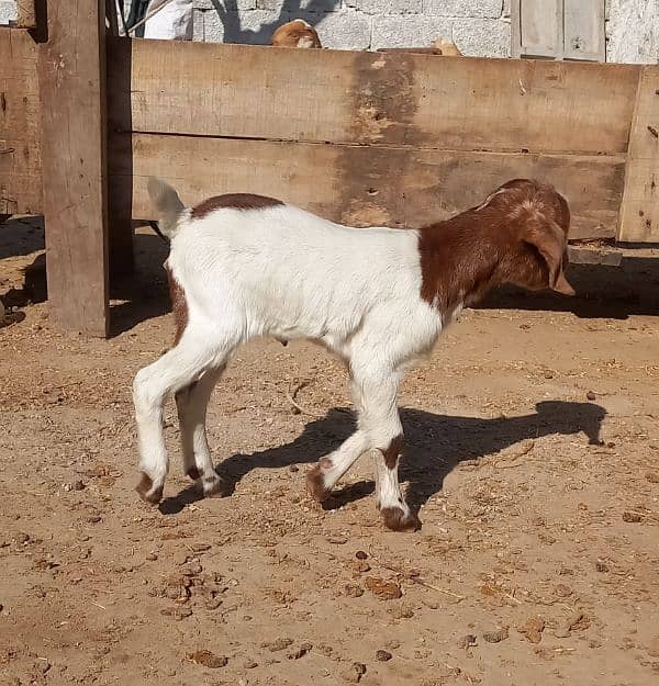 teda breed goat 6