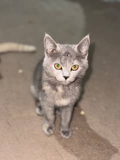 British Shorthair Kitten Pair