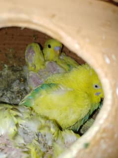 PARROTS FOR SALE