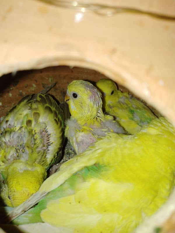 PARROTS FOR SALE 1