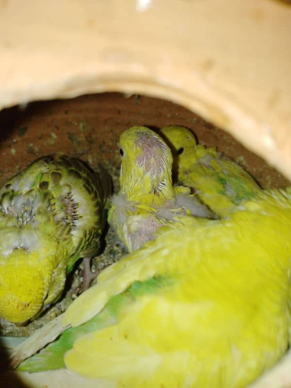 PARROTS FOR SALE 2