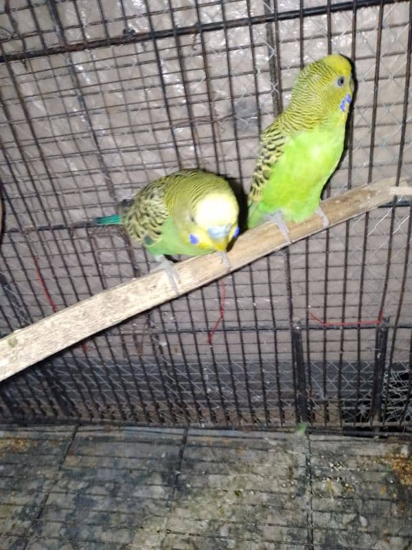 PARROTS FOR SALE 3