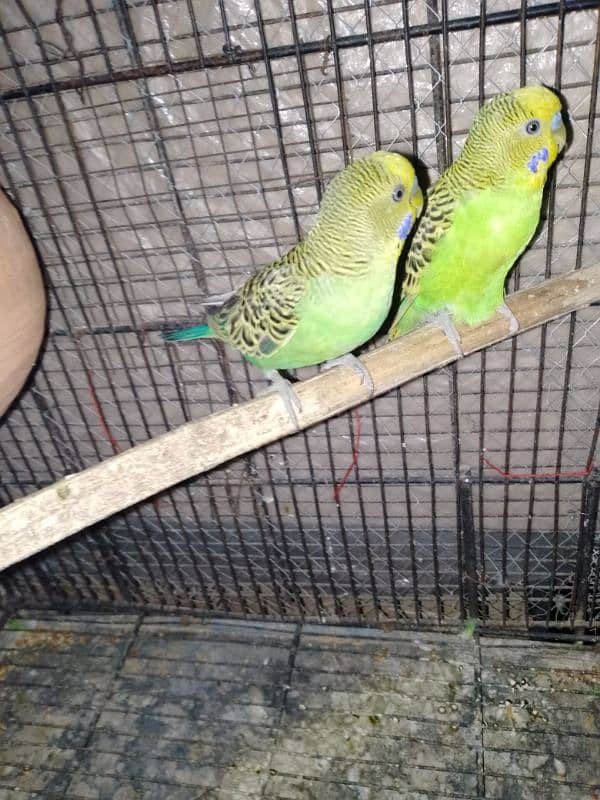 PARROTS FOR SALE 4