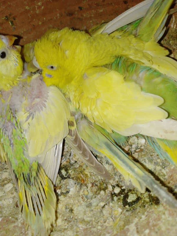 PARROTS FOR SALE 5