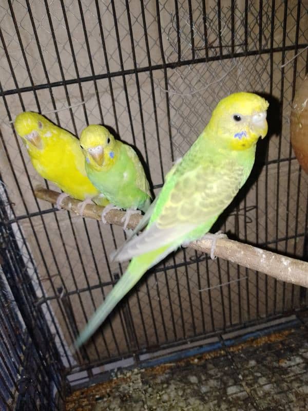 PARROTS FOR SALE 6