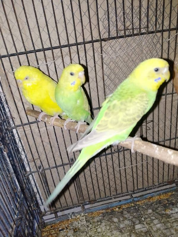 PARROTS FOR SALE 7