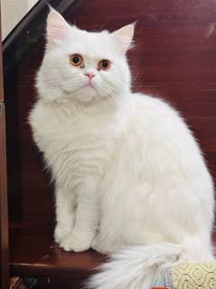 Persian Male Cat