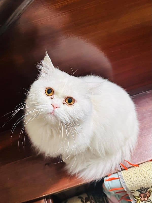 Persian Male Cat 1