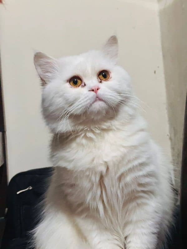 Persian Male Cat 2