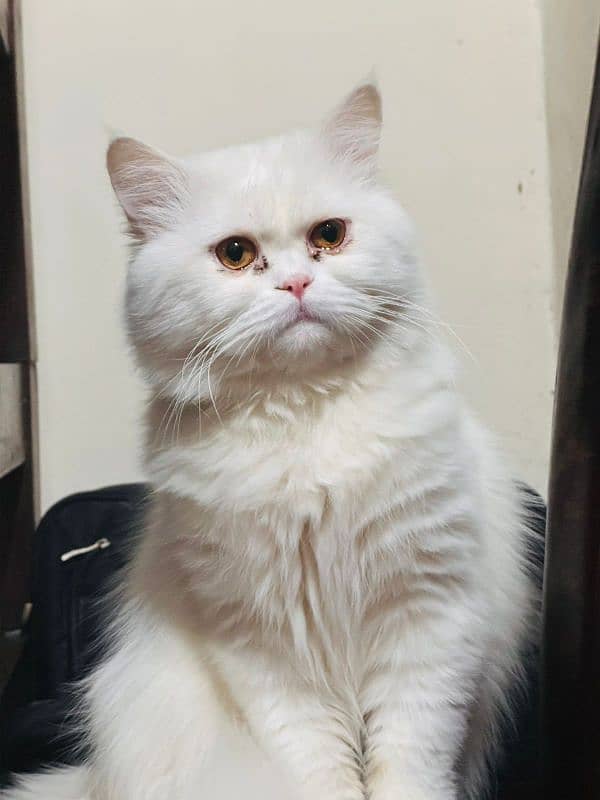 Persian Male Cat 3