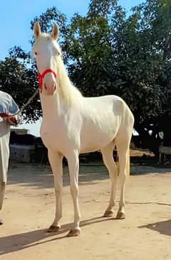 Saral wachari / nukri ghori / female horse / pragnent nukri ghri sale