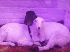 white female bakri for sale