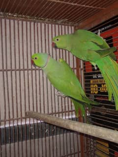 green parrot