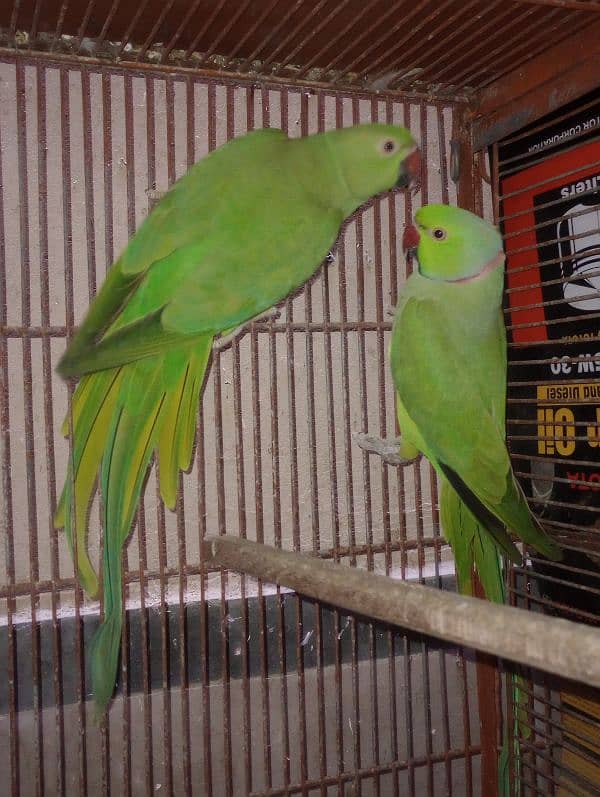 green parrot 1