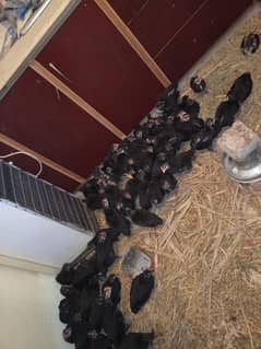 Black Australorp chicks