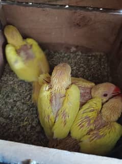 Yellow Ringneck Chicks