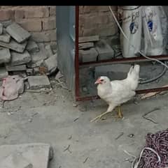 Murghi Hen Desi Near to Start Egg